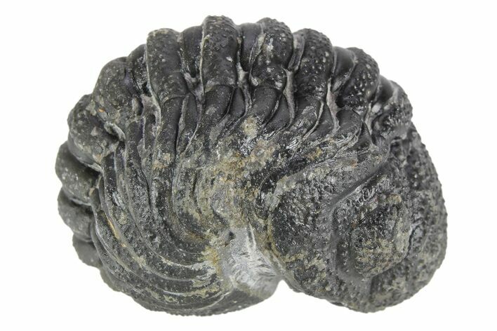 Long Enrolled Morocops Trilobite - Morocco #252777